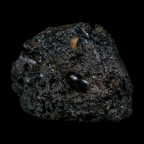0.3" Fossil Tropisternus Sp Beetle Encapsulated In Solidified Tar Pleistocene Age - Fossil Age Minerals