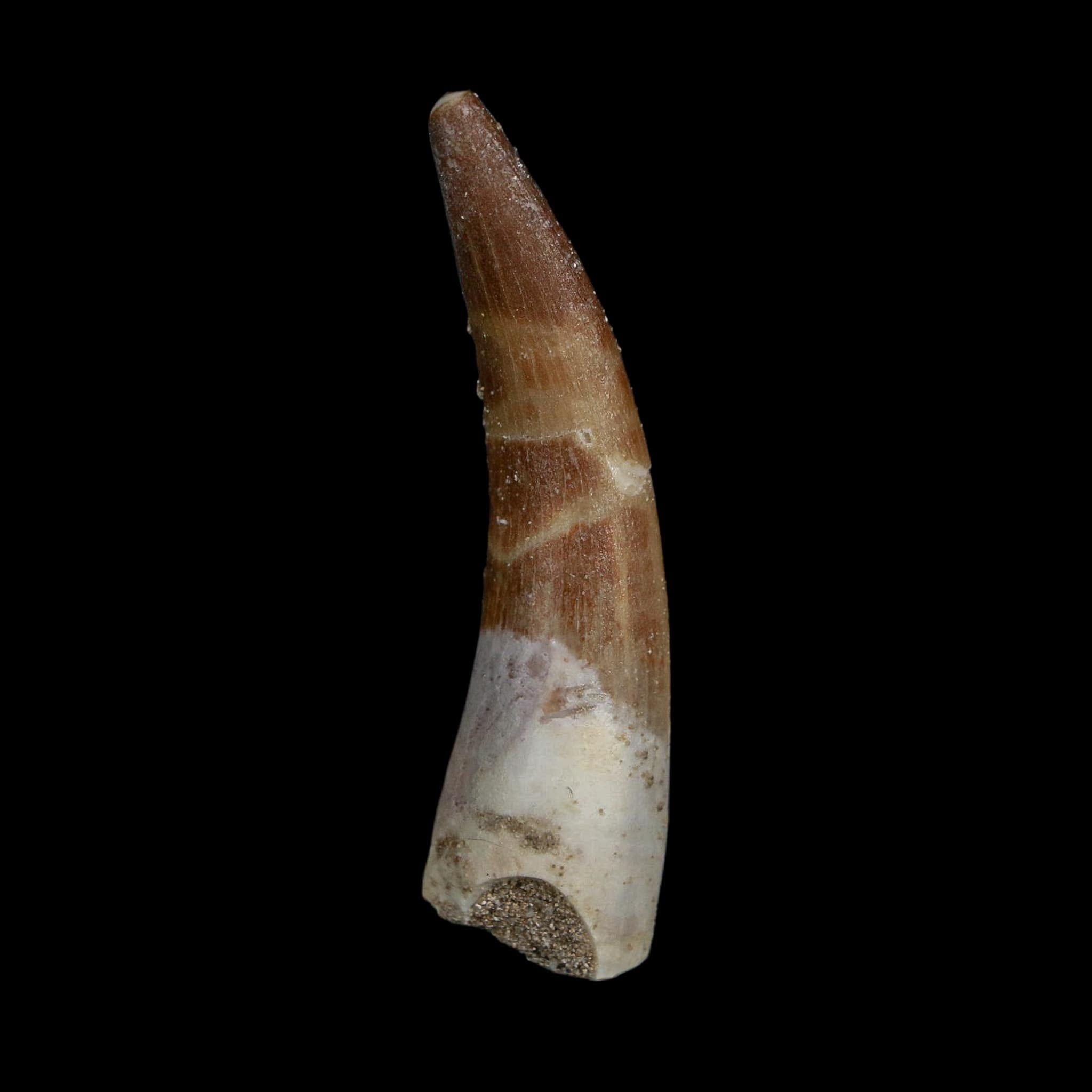 XL 2.1" Plesiosaur Zarafasaura Tooth Fossil Cretaceous Dinosaur Era COA, Stand