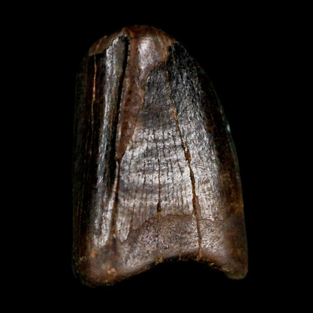 0.4" Tyrannosaur Fossil Premax Tooth Cretaceous Dinosaur Judith River FM MT COA