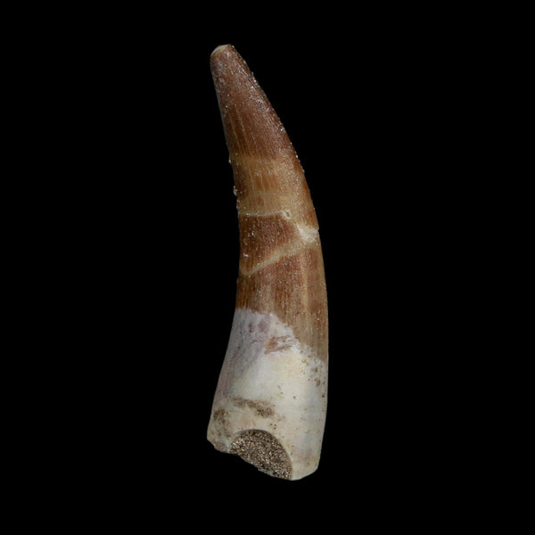 XL 2.1