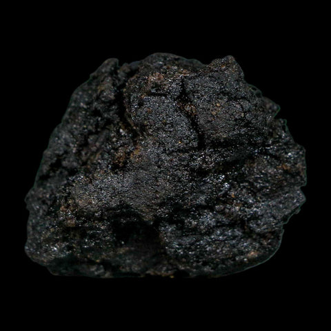 0.3" Fossil Tropisternus Sp Beetle Encapsulated In Solidified Tar Pleistocene Age - Fossil Age Minerals