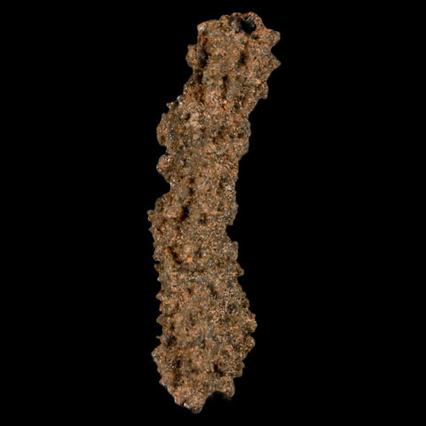 1.9" Fulgurite Petrified Lighting Strike Glass Sahara Desert Algeria - Fossil Age Minerals