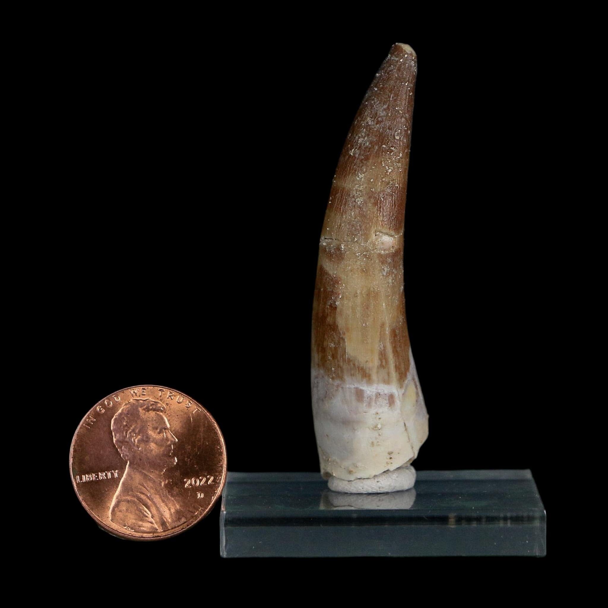 XL 2.1" Plesiosaur Zarafasaura Tooth Fossil Cretaceous Dinosaur Era COA, Stand