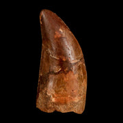 2.2" Carcharodontosaurus Serrated Fossil Tooth Cretaceous Theropod Dinosaur COA, Display