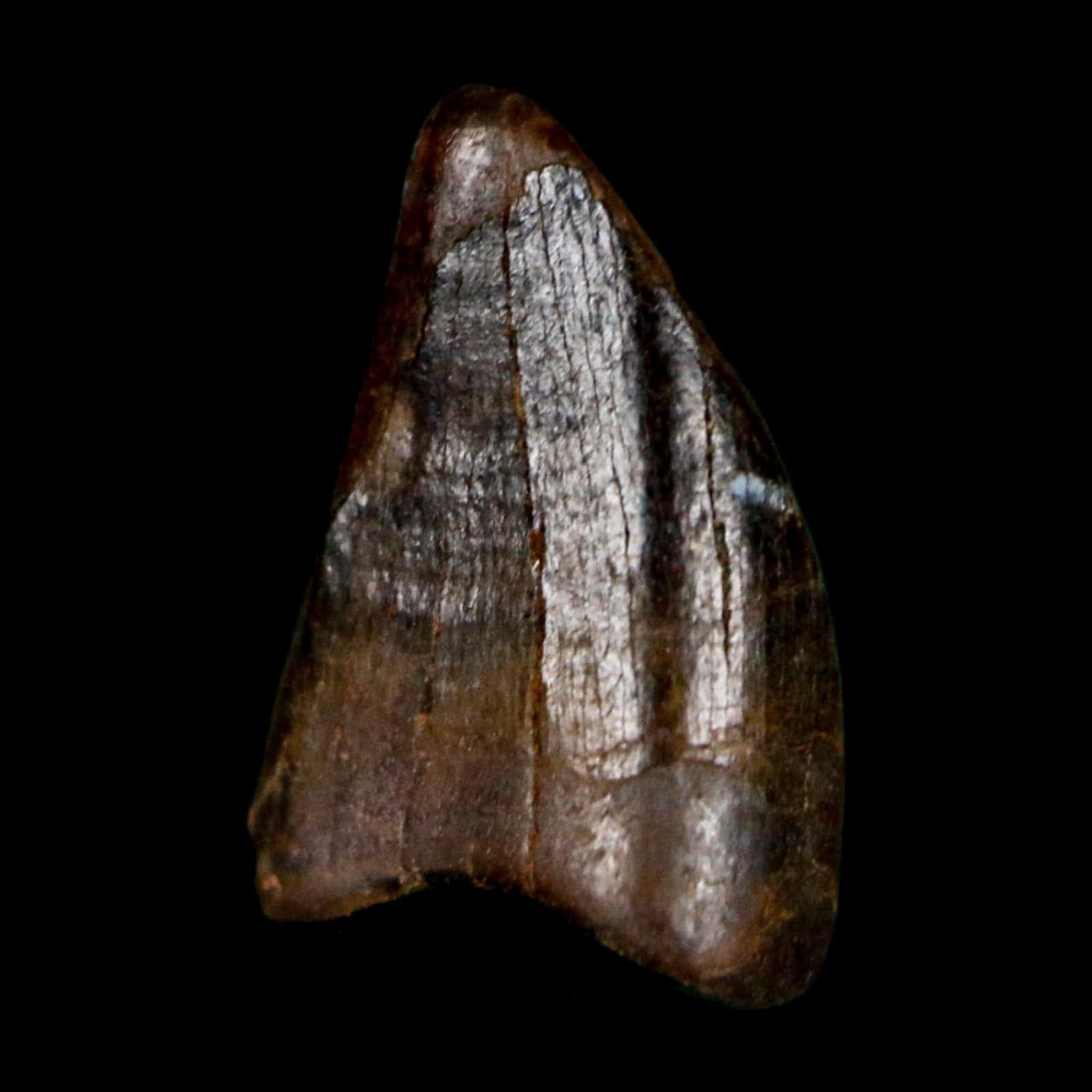0.4" Tyrannosaur Fossil Premax Tooth Cretaceous Dinosaur Judith River FM MT COA - Fossil Age Minerals