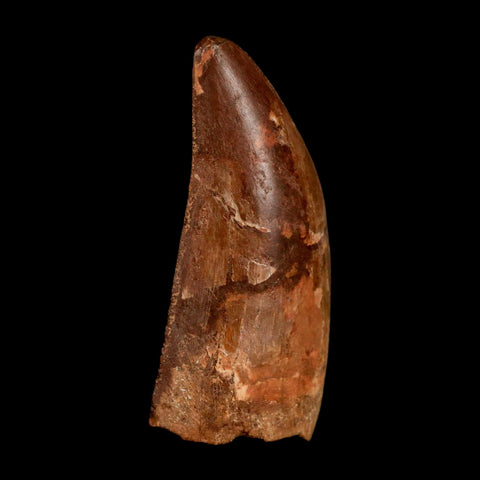 2.2" Carcharodontosaurus Serrated Fossil Tooth Cretaceous Theropod Dinosaur COA, Display - Fossil Age Minerals