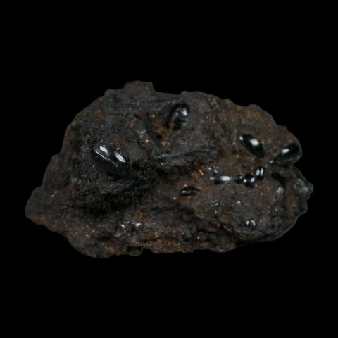 7 Seven Fossil Tropisternus Sp Beetles Encapsulated In Solidified Tar Pleistocene Age - Fossil Age Minerals