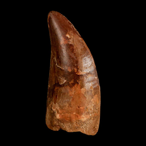 2.2" Carcharodontosaurus Serrated Fossil Tooth Cretaceous Theropod Dinosaur COA, Display - Fossil Age Minerals