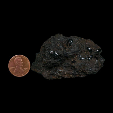 7 Seven Fossil Tropisternus Sp Beetles Encapsulated In Solidified Tar Pleistocene Age - Fossil Age Minerals