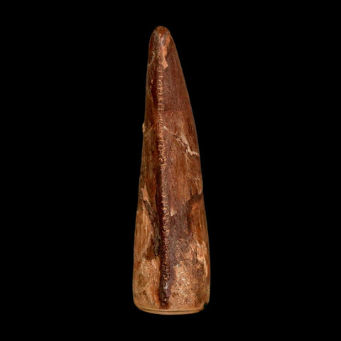 2.2" Carcharodontosaurus Serrated Fossil Tooth Cretaceous Theropod Dinosaur COA, Display - Fossil Age Minerals