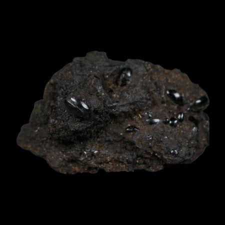 7 Seven Fossil Tropisternus Sp Beetles Encapsulated In Solidified Tar Pleistocene Age
