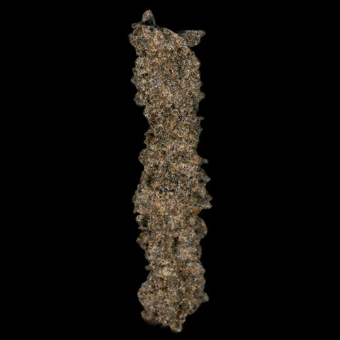 1.9" Fulgurite Petrified Lightning Strike Glass Sahara Desert Algeria - Fossil Age Minerals