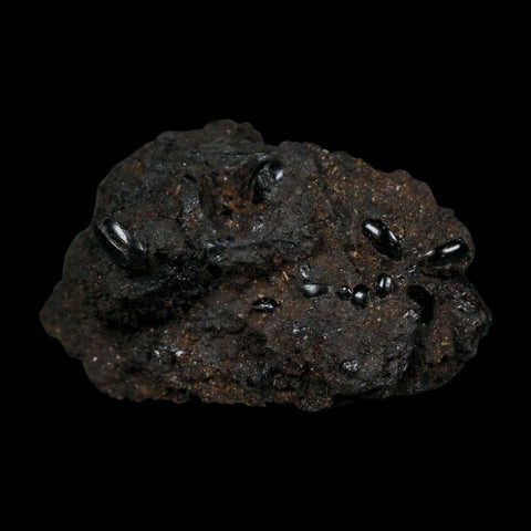 7 Seven Fossil Tropisternus Sp Beetles Encapsulated In Solidified Tar Pleistocene Age - Fossil Age Minerals