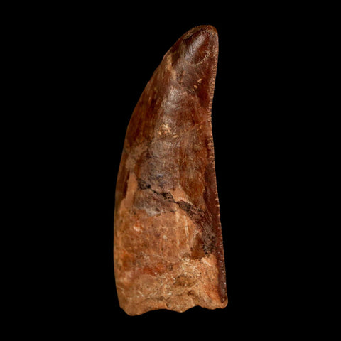 2.2" Carcharodontosaurus Serrated Fossil Tooth Cretaceous Theropod Dinosaur COA, Display - Fossil Age Minerals