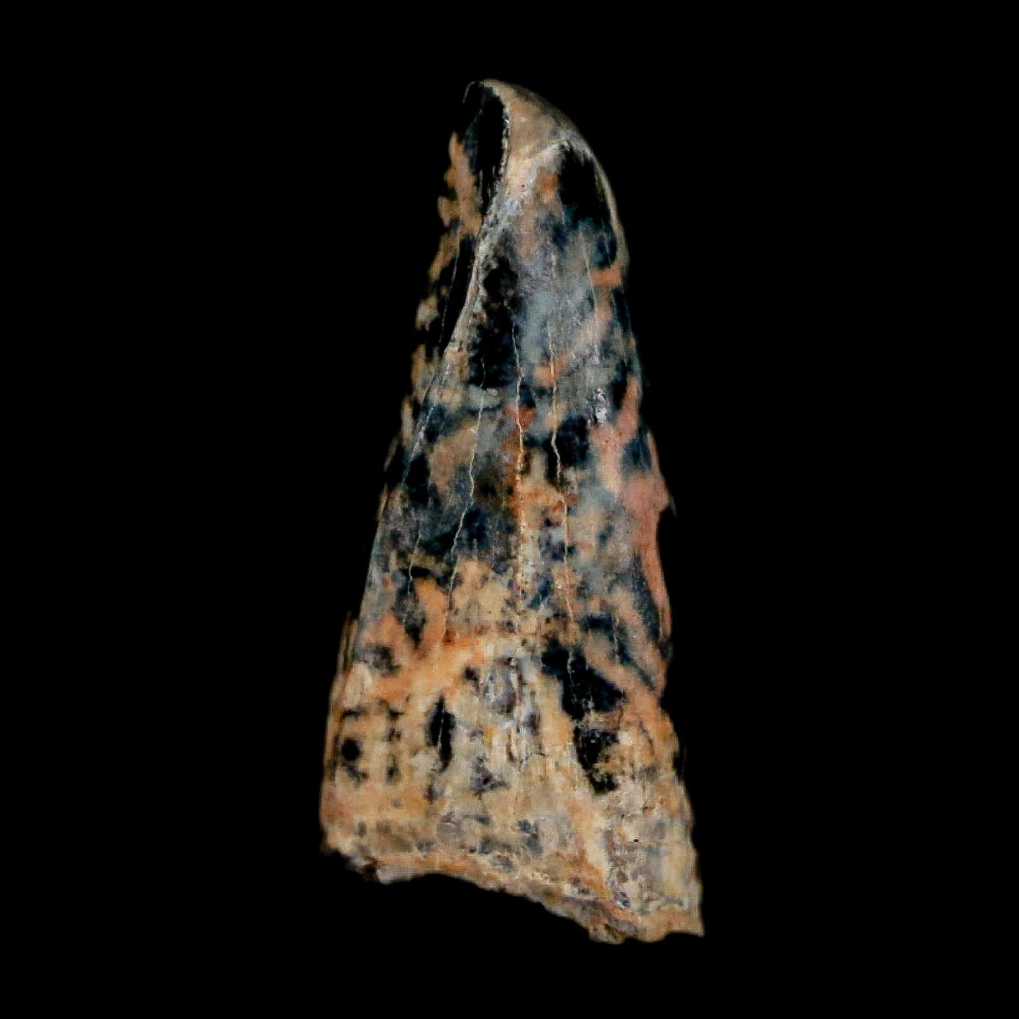 0.5" Tyrannosaur Fossil Premax Tooth Cretaceous Dinosaur Judith River FM MT COA - Fossil Age Minerals