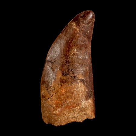 2.2" Carcharodontosaurus Serrated Fossil Tooth Cretaceous Theropod Dinosaur COA, Display