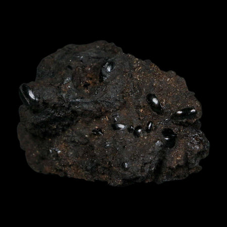 7 Seven Fossil Tropisternus Sp Beetles Encapsulated In Solidified Tar Pleistocene Age