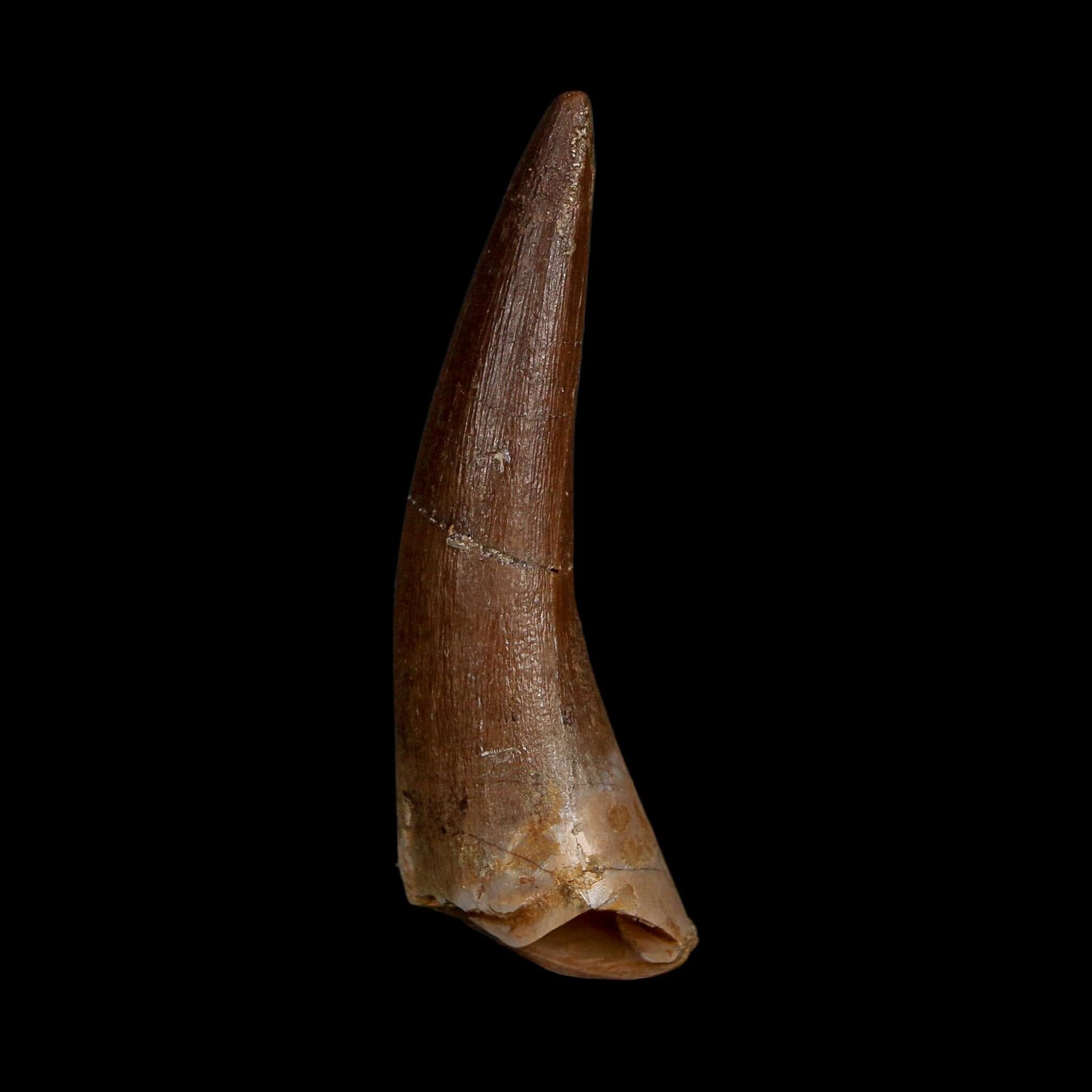 XL 2.1" Plesiosaur Zarafasaura Tooth Fossil Cretaceous Dinosaur Era COA, Stand