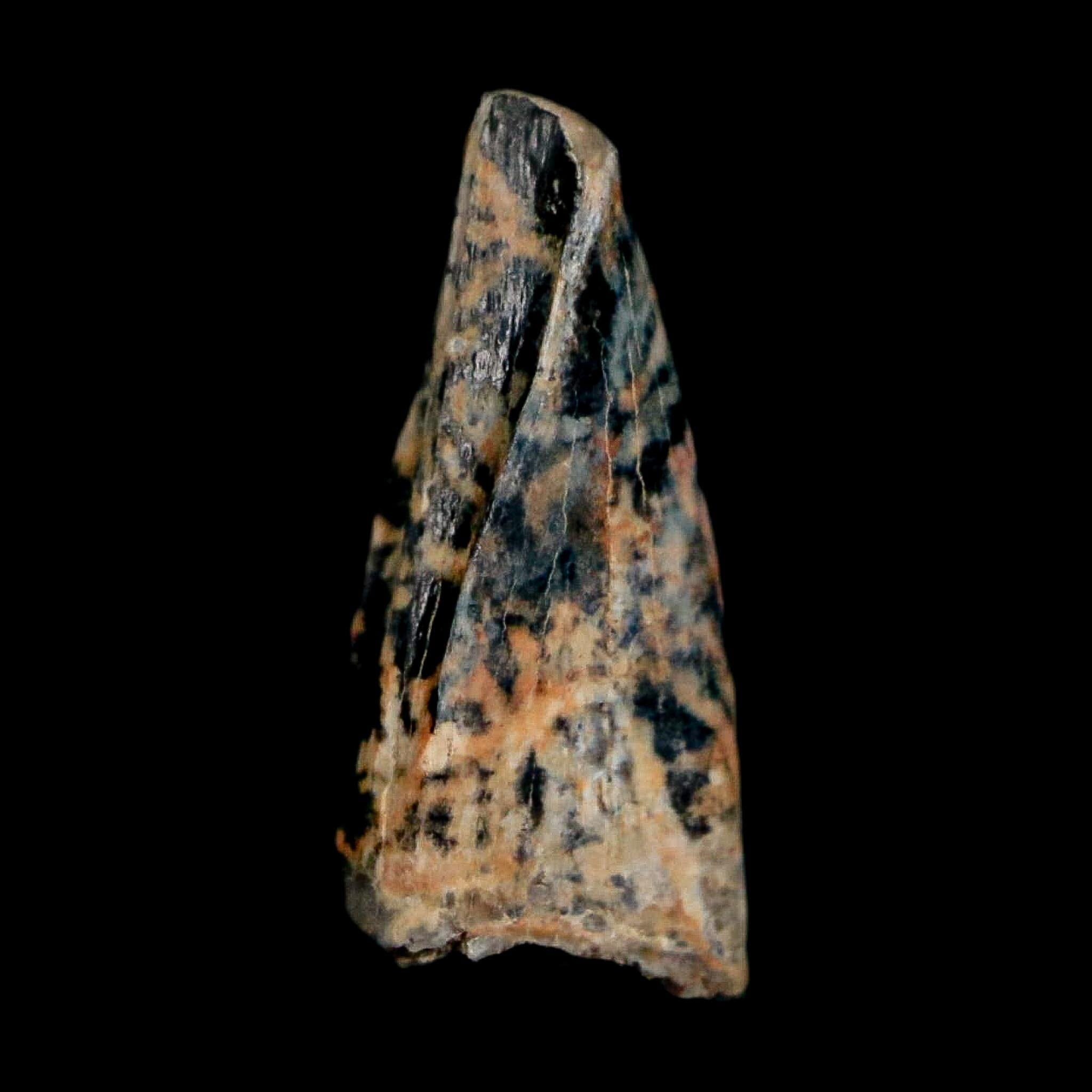 0.5" Tyrannosaur Fossil Premax Tooth Cretaceous Dinosaur Judith River FM MT COA - Fossil Age Minerals