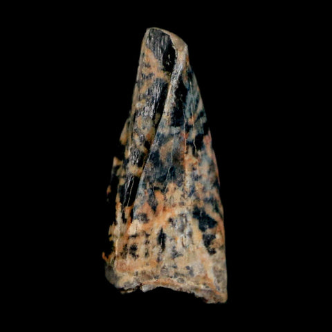 0.5" Tyrannosaur Fossil Premax Tooth Cretaceous Dinosaur Judith River FM MT COA