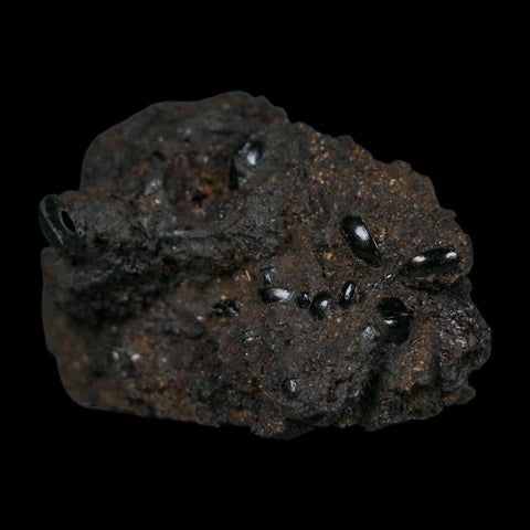 7 Seven Fossil Tropisternus Sp Beetles Encapsulated In Solidified Tar Pleistocene Age - Fossil Age Minerals