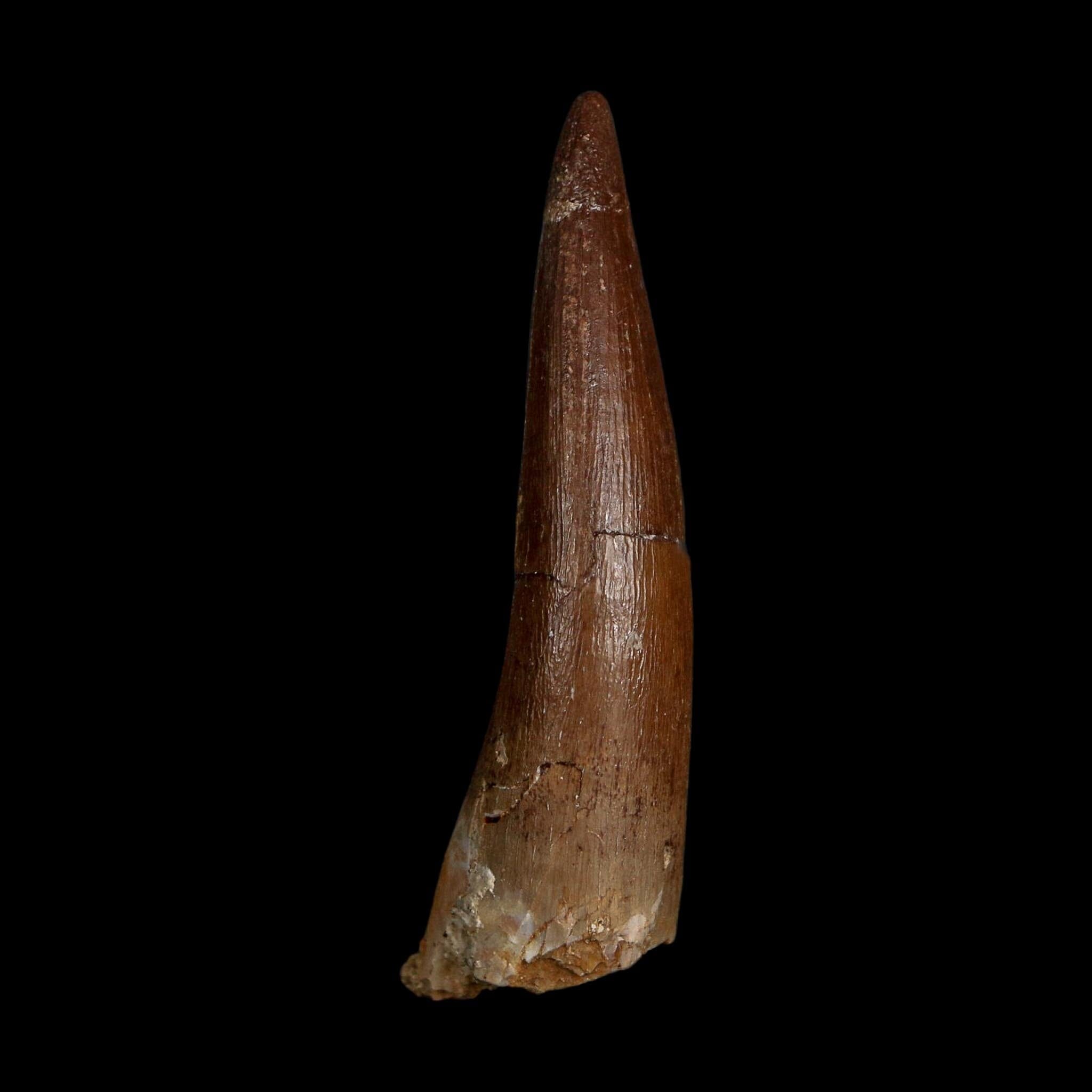 XL 2.1" Plesiosaur Zarafasaura Tooth Fossil Cretaceous Dinosaur Era COA, Stand