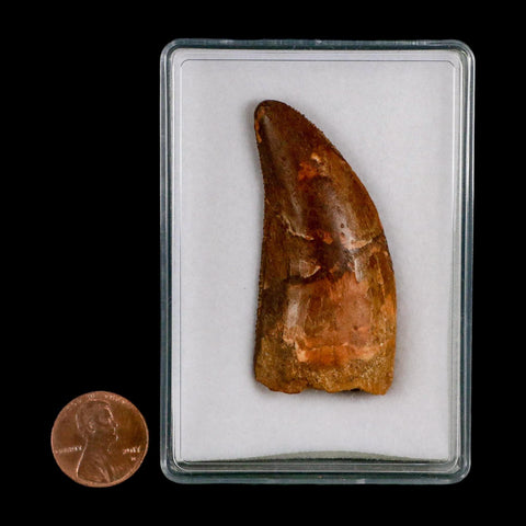 2.2" Carcharodontosaurus Serrated Fossil Tooth Cretaceous Theropod Dinosaur COA, Display - Fossil Age Minerals
