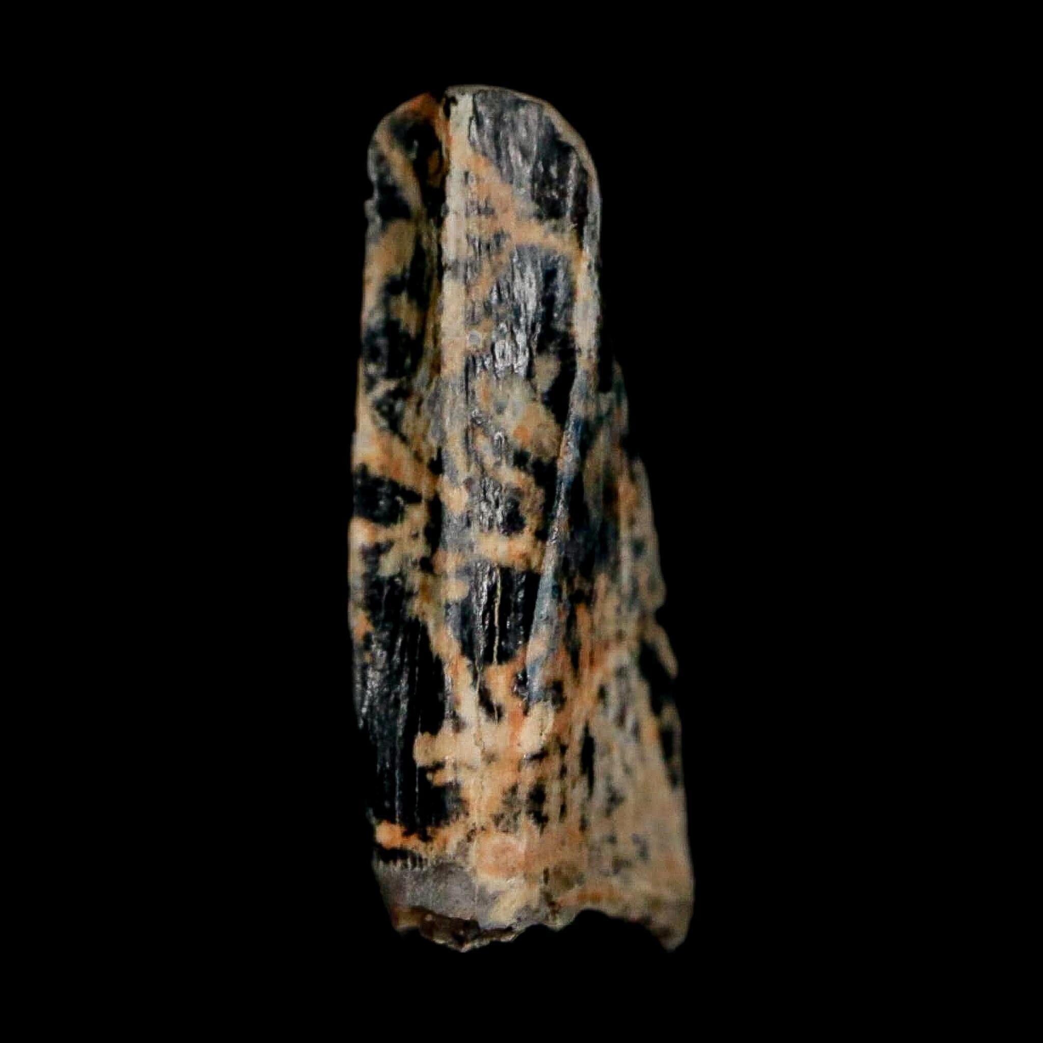 0.5" Tyrannosaur Fossil Premax Tooth Cretaceous Dinosaur Judith River FM MT COA - Fossil Age Minerals