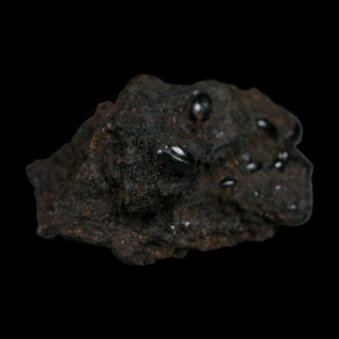7 Seven Fossil Tropisternus Sp Beetles Encapsulated In Solidified Tar Pleistocene Age - Fossil Age Minerals