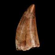 2.5" Carcharodontosaurus Serrated Fossil Tooth Cretaceous Theropod Dinosaur COA, Display