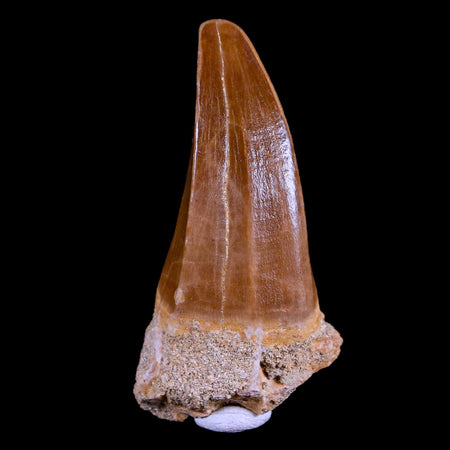 XL 2.4" Mosasaur Hoffmanni Fossil Tooth Cretaceous Dinosaur Era COA & Stand
