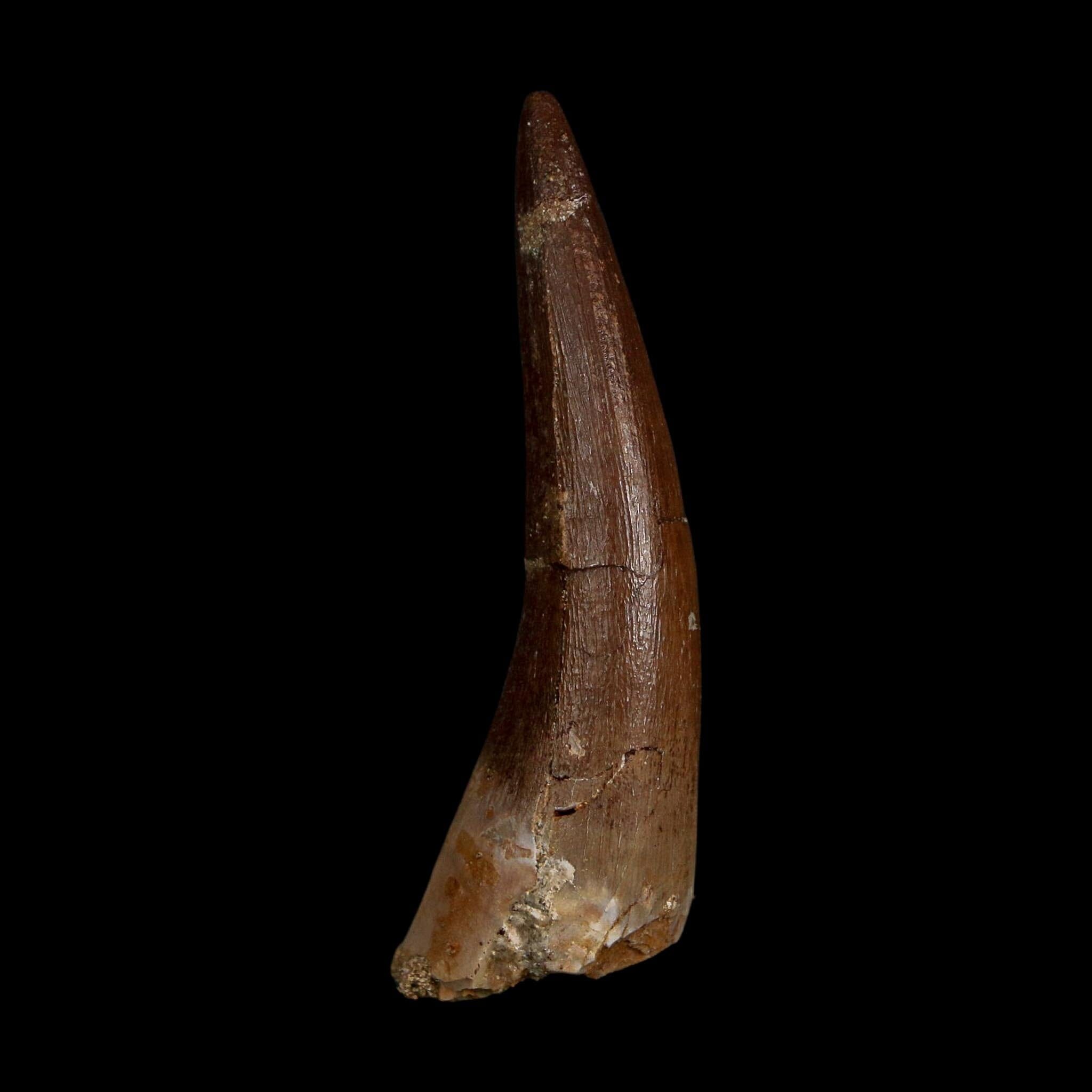 XL 2.1" Plesiosaur Zarafasaura Tooth Fossil Cretaceous Dinosaur Era COA, Stand
