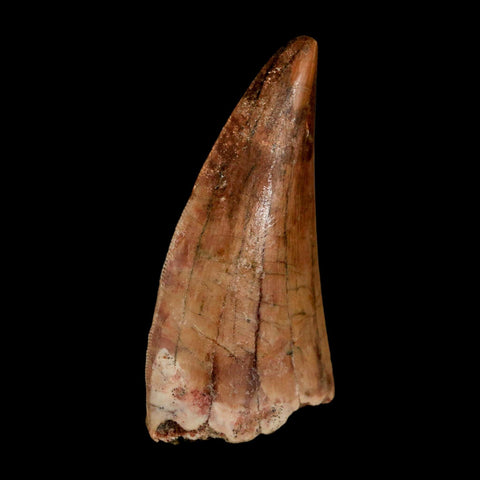 2.5" Carcharodontosaurus Serrated Fossil Tooth Cretaceous Theropod Dinosaur COA, Display - Fossil Age Minerals
