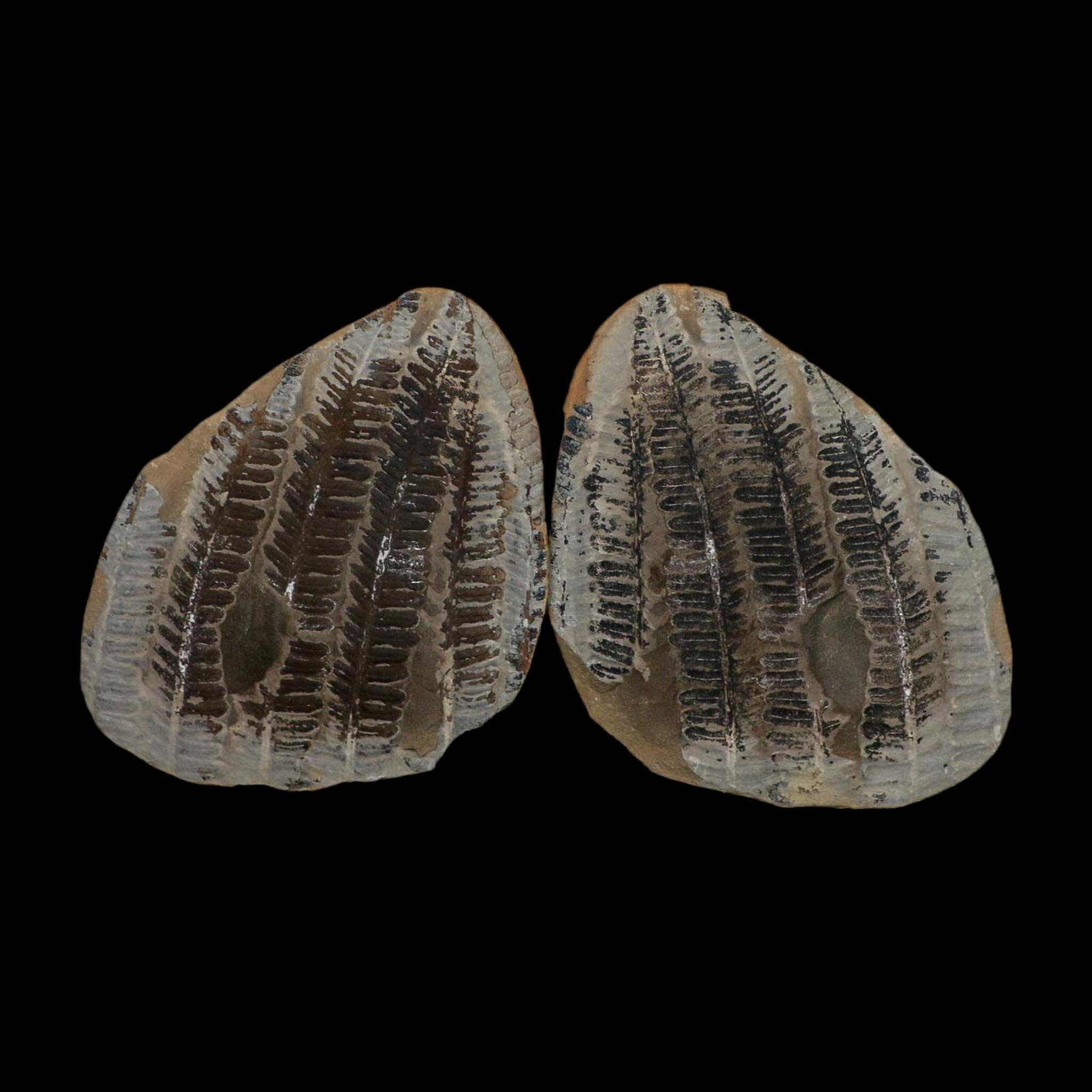 3.5" Lobatopteris Fossils Leaves Mazon Creek Nodule Pennsylvanian Age Split-Pair - Fossil Age Minerals