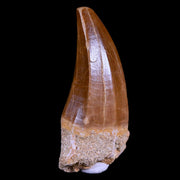 XL 2.4" Mosasaur Hoffmanni Fossil Tooth Cretaceous Dinosaur Era COA & Stand
