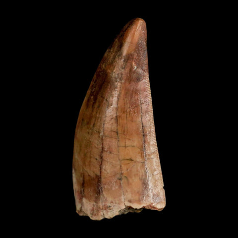 2.5" Carcharodontosaurus Serrated Fossil Tooth Cretaceous Theropod Dinosaur COA, Display - Fossil Age Minerals