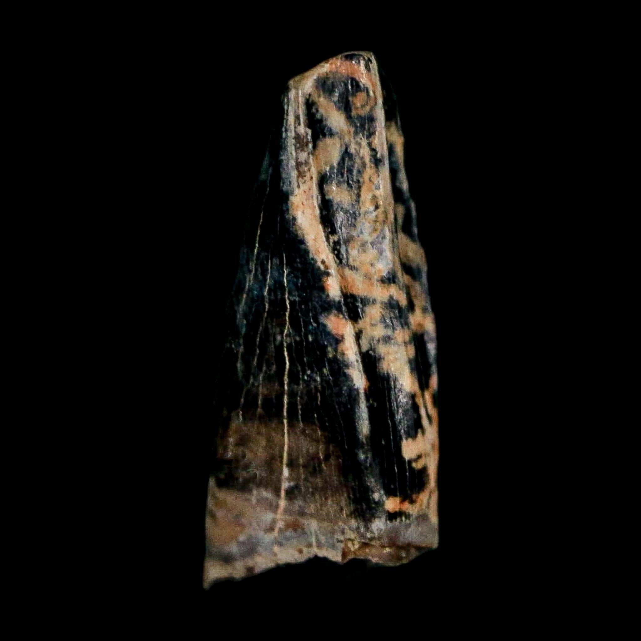 0.5" Tyrannosaur Fossil Premax Tooth Cretaceous Dinosaur Judith River FM MT COA - Fossil Age Minerals