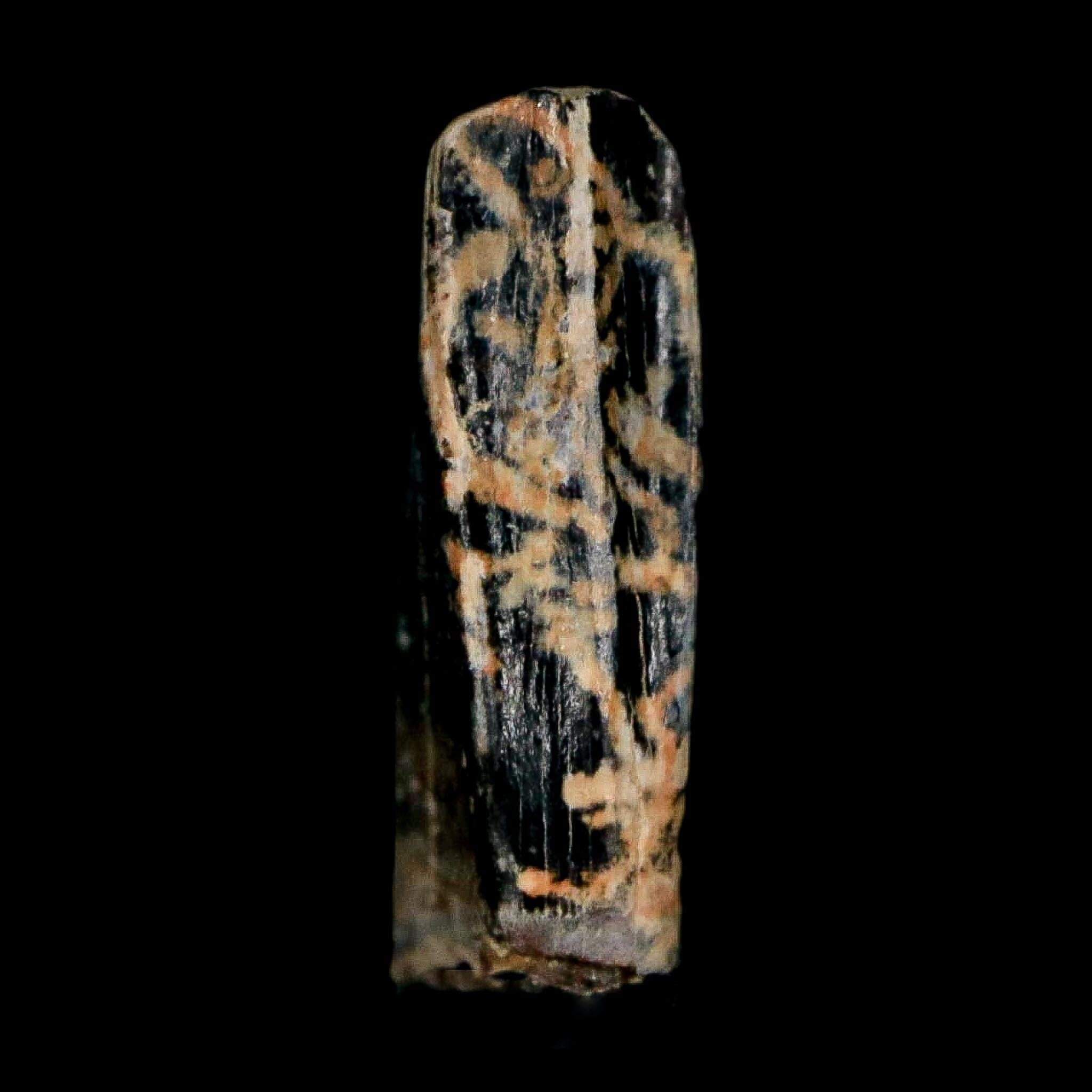 0.5" Tyrannosaur Fossil Premax Tooth Cretaceous Dinosaur Judith River FM MT COA - Fossil Age Minerals