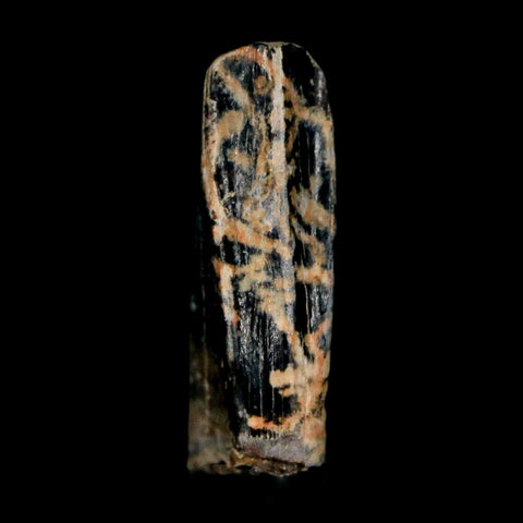 0.5" Tyrannosaur Fossil Premax Tooth Cretaceous Dinosaur Judith River FM MT COA