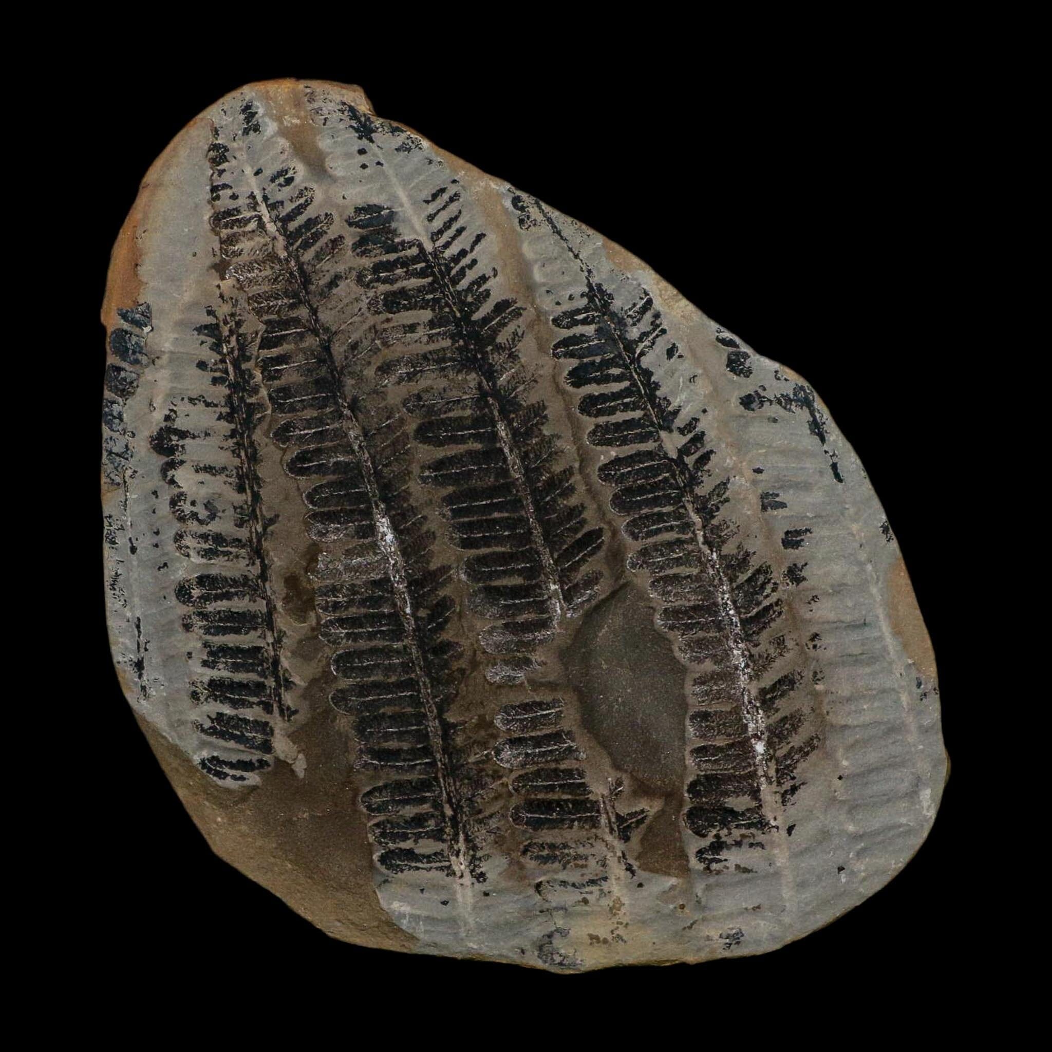 3.5" Lobatopteris Fossils Leaves Mazon Creek Nodule Pennsylvanian Age Split-Pair - Fossil Age Minerals