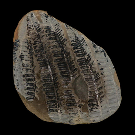 3.5" Lobatopteris Fossils Leaves Mazon Creek Nodule Pennsylvanian Age Split-Pair