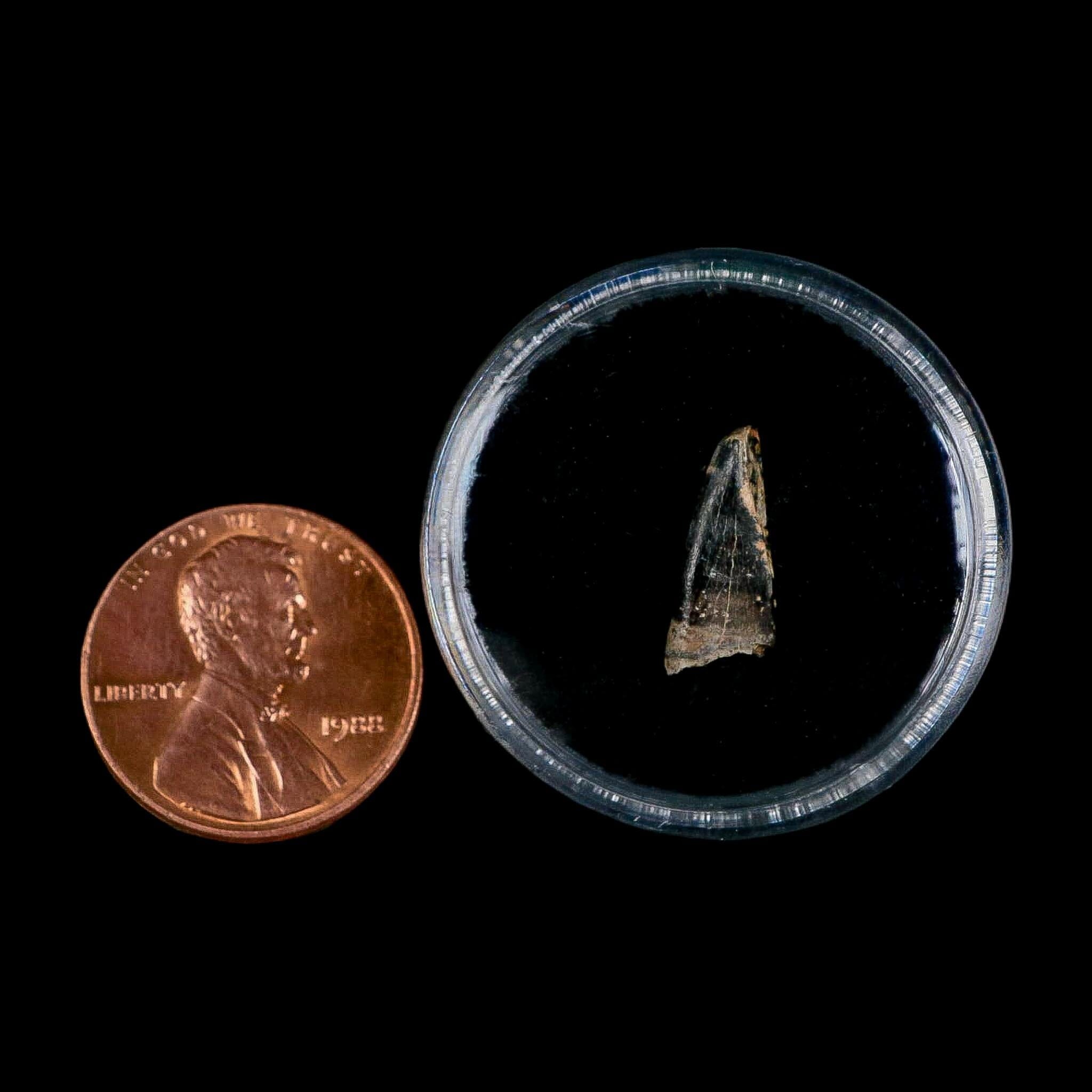 0.5" Tyrannosaur Fossil Premax Tooth Cretaceous Dinosaur Judith River FM MT COA - Fossil Age Minerals
