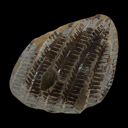 3.5" Lobatopteris Fossils Leaves Mazon Creek Nodule Pennsylvanian Age Split-Pair