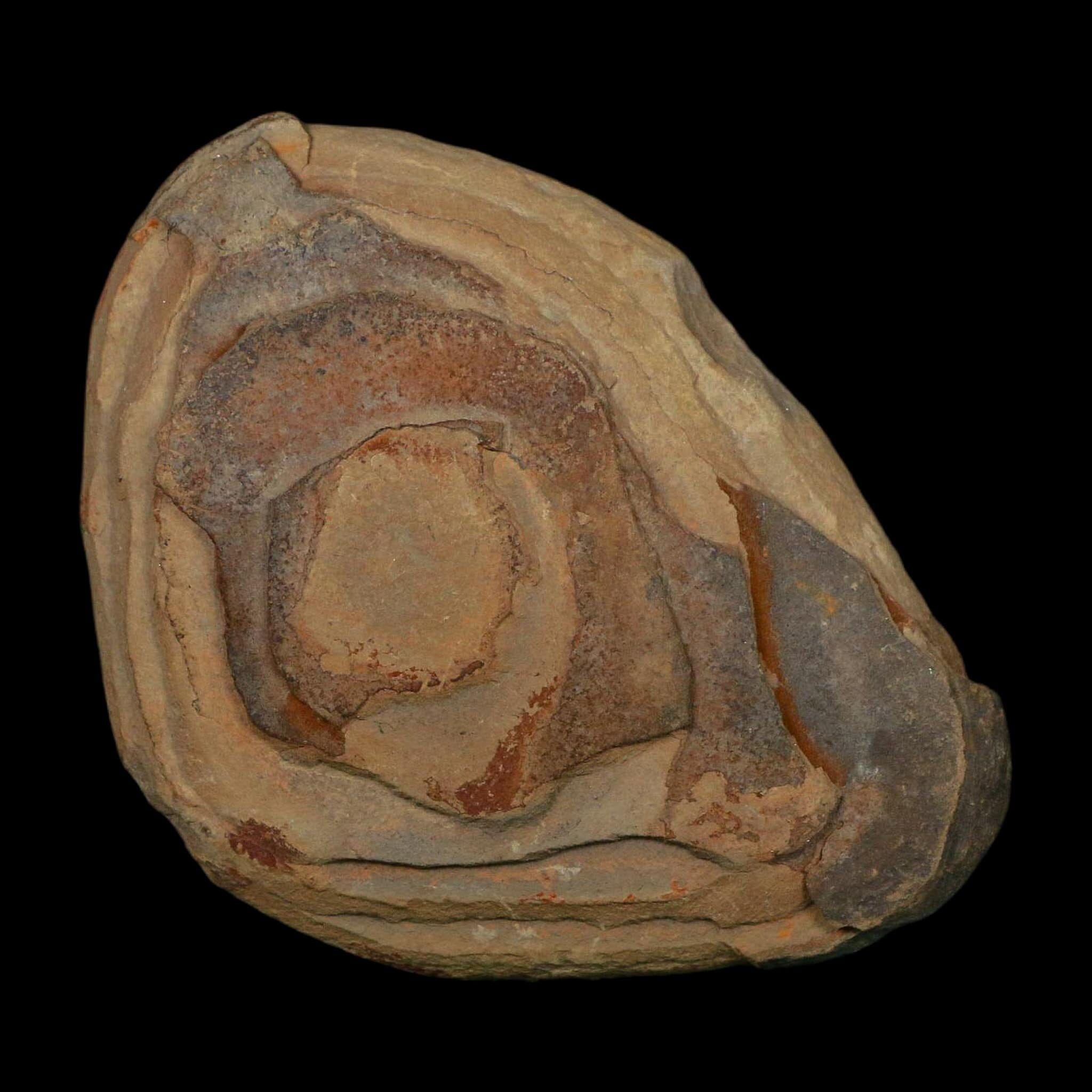 3.5" Lobatopteris Fossils Leaves Mazon Creek Nodule Pennsylvanian Age Split-Pair - Fossil Age Minerals
