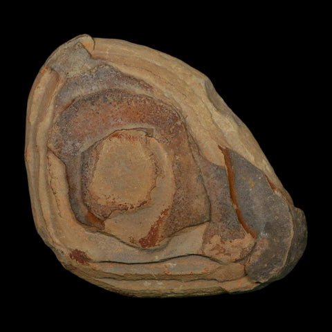 3.5" Lobatopteris Fossils Leaves Mazon Creek Nodule Pennsylvanian Age Split-Pair