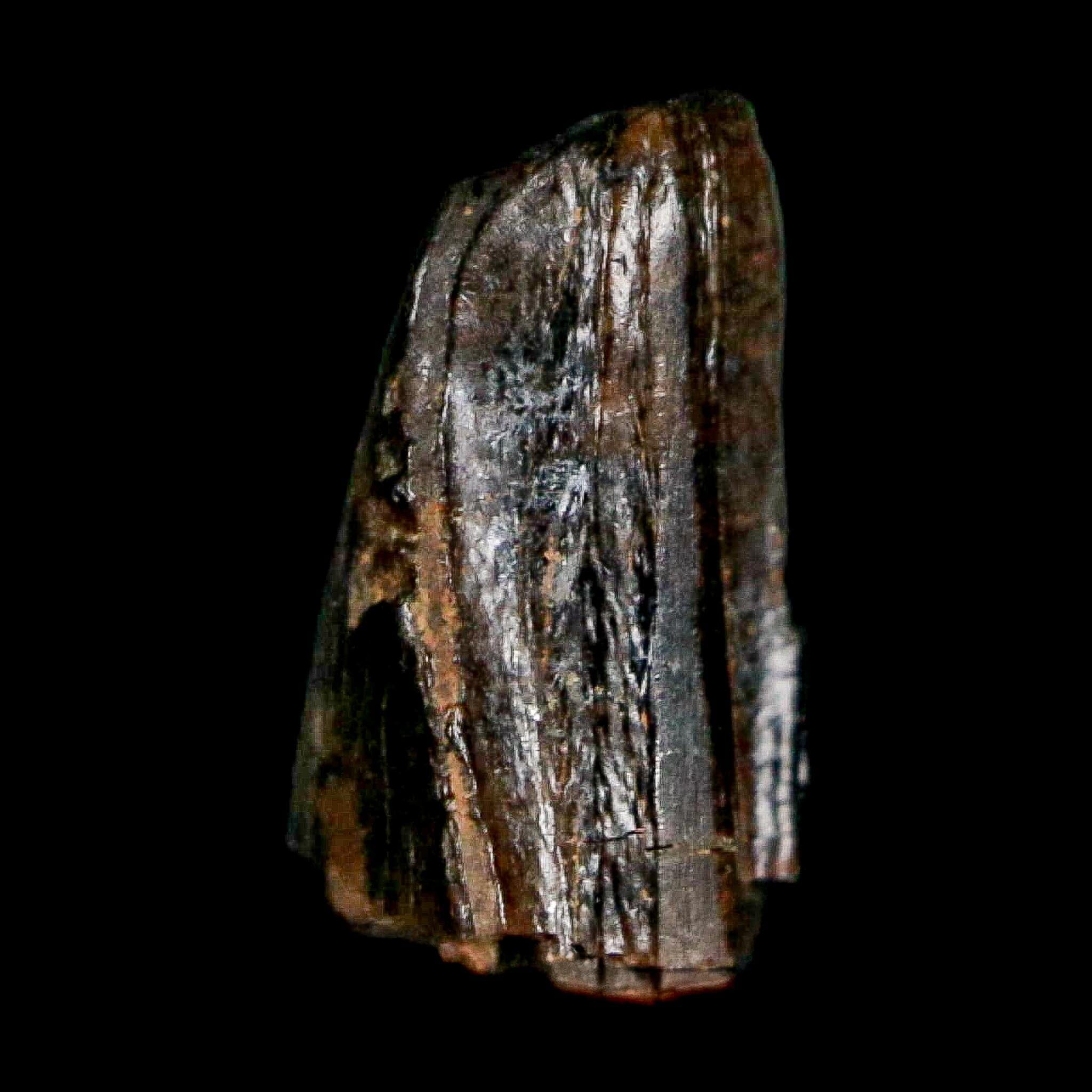 0.4" Tyrannosaur Fossil Premax Tooth Cretaceous Dinosaur Judith River FM MT COA - Fossil Age Minerals