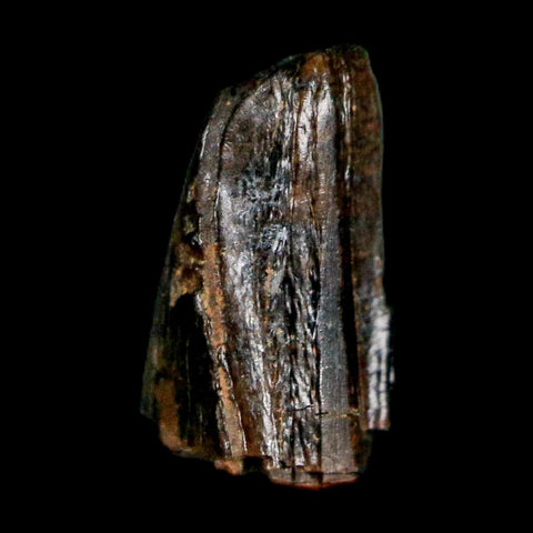 0.4" Tyrannosaur Fossil Premax Tooth Cretaceous Dinosaur Judith River FM MT COA