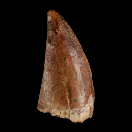 2.5" Carcharodontosaurus Serrated Fossil Tooth Cretaceous Theropod Dinosaur COA, Display