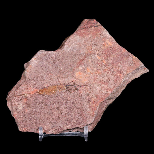 4.8