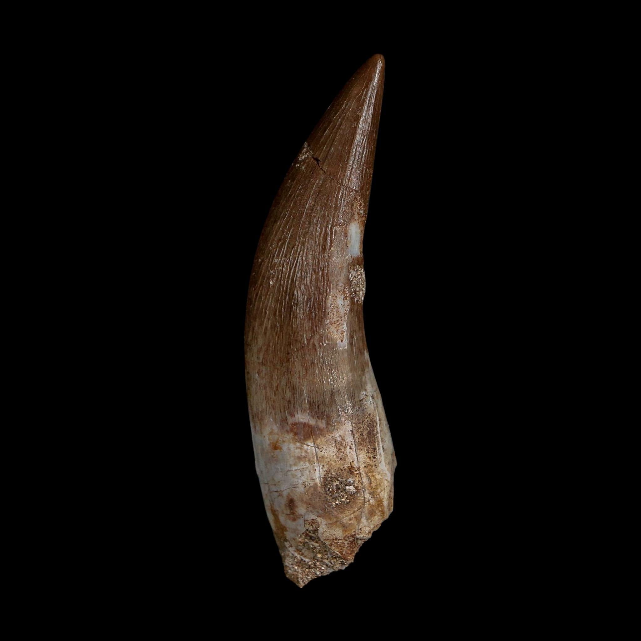 XL 2.3" Plesiosaur Zarafasaura Tooth Fossil Cretaceous Dinosaur Era COA, Stand